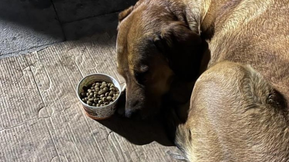 Hatay'da sahibini kaybeden köpek, depremden sonra yiyip içmeyi bıraktı