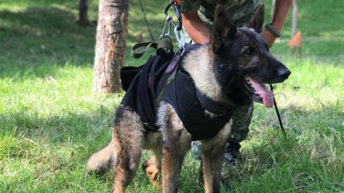 Kahraman köpek Proteo'nun adı Kocaeli'de Sokak Hayvanları Rehabilitasyon Merkezi'ne verildi