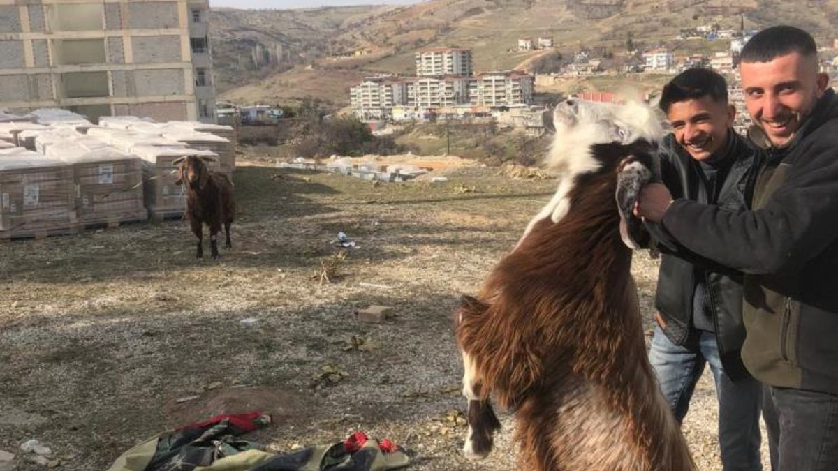 Adıyaman'da enkazda kalan iki keçi 21 gün sonra kurtarıldı