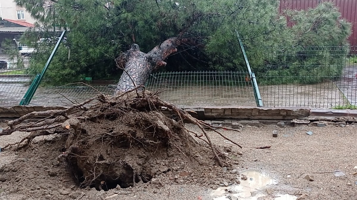 Balıkesir'deki yağış, çam ağacını kökünden devirdi