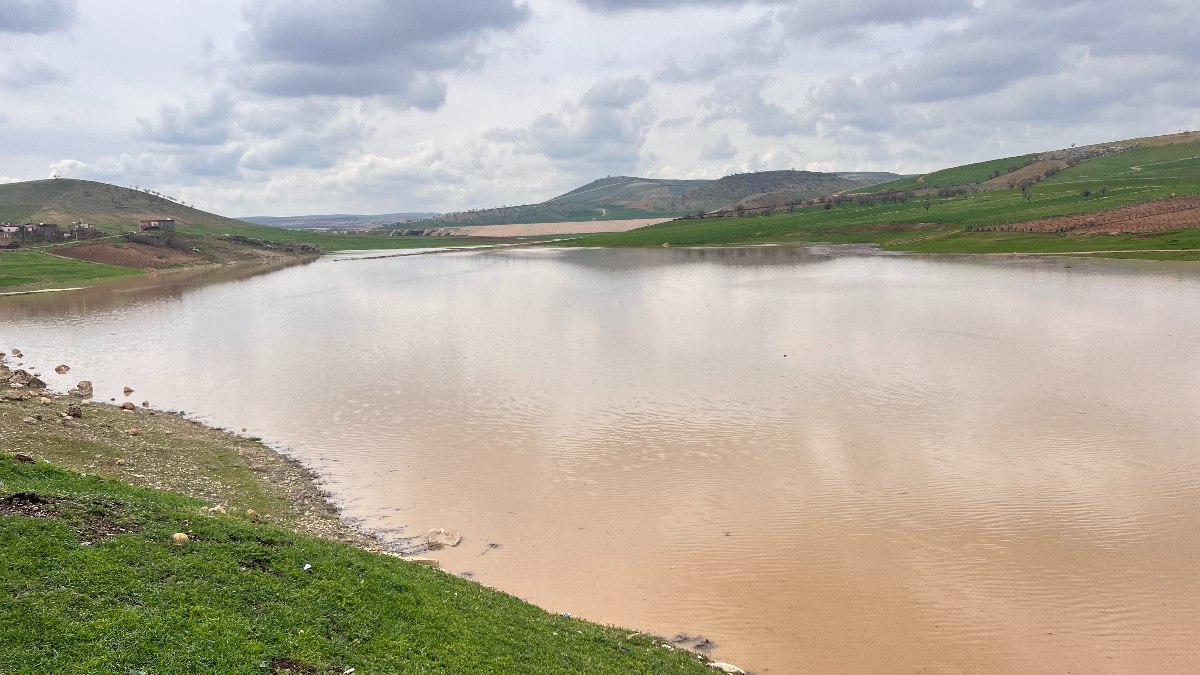 Mardin'de kurak alana buğday ekti! Yağmur suyu bastı