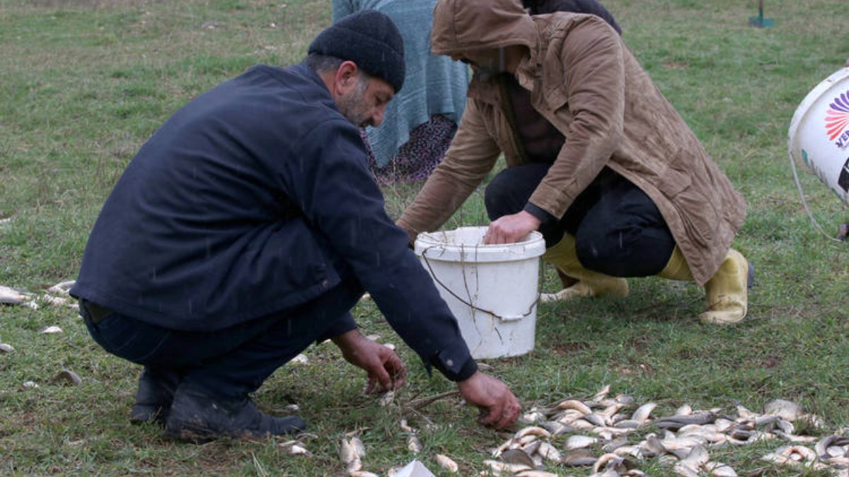 Malatya'da depremzedeler, sel sonrası karaya vuran balıkları kurtarmak için seferber oldu