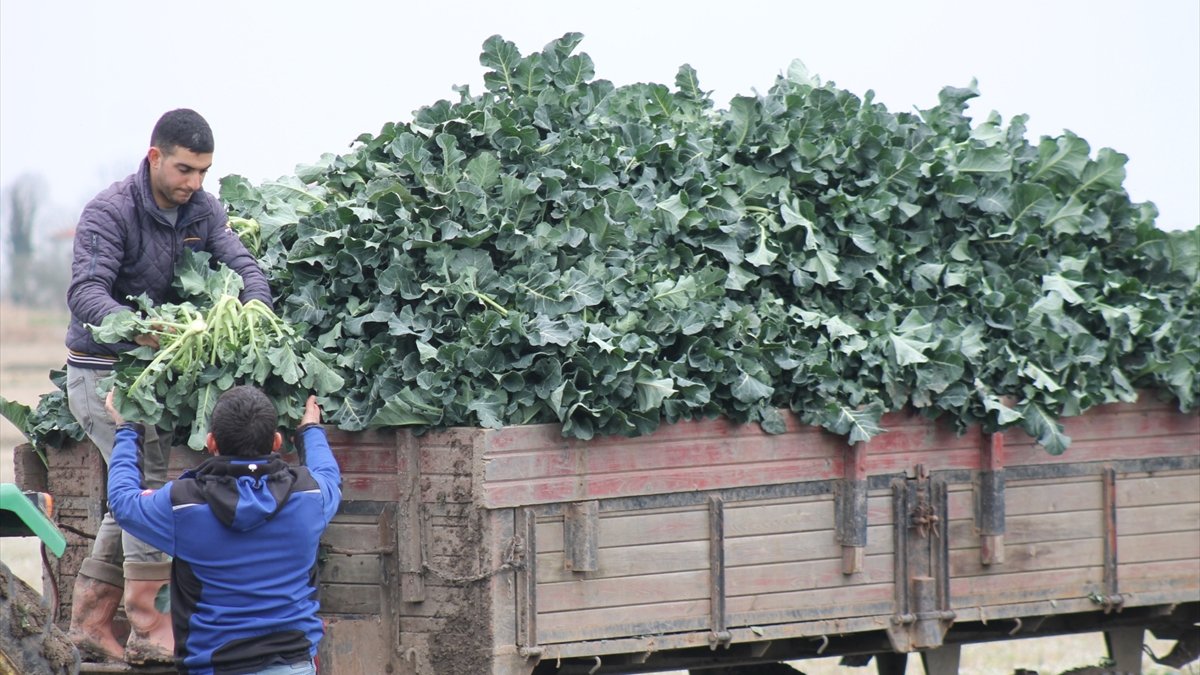 Samsun'da brokolinin hasadına başlandı