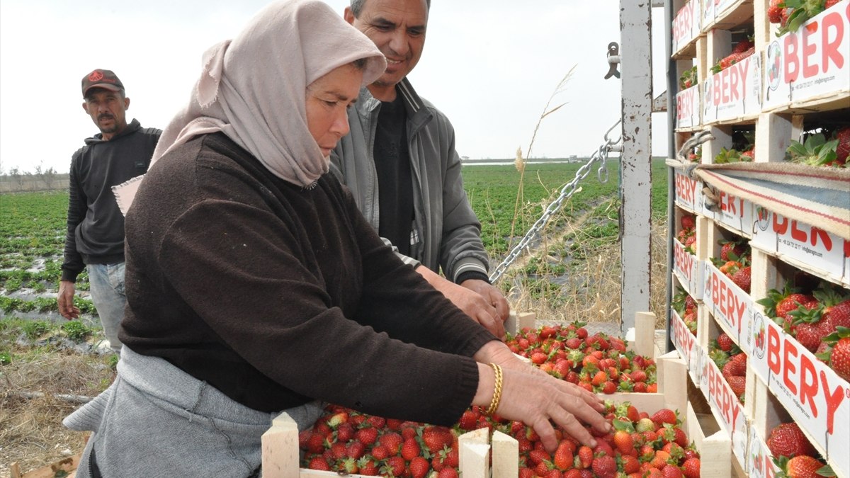 Mersin'de Silifke çileği hasadı başladı
