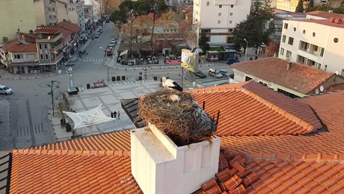 Sındırgı'nın sembolü Sağdıç leylek, belediye binasındaki yuvasına yerleşti