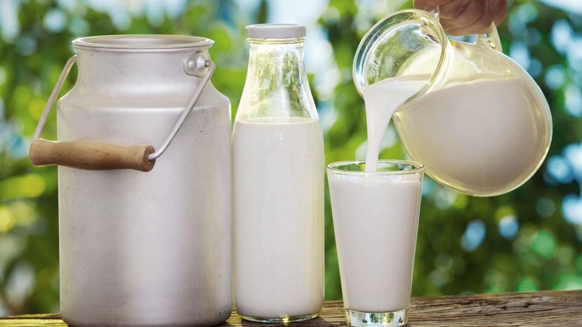 Taş gibi yoğurt oluyor! Jersey sütü nedir, sağlıklı mı? Jersey sütü ve inek  sütü farkı nedir?