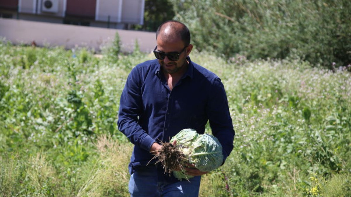 Depremzede çiftçilerin tarlada kalan ürünlerini gönüllüler topluyor