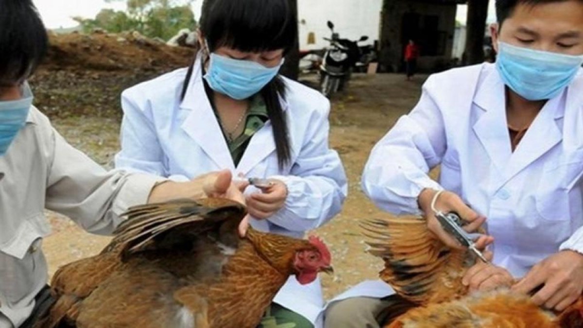 Japonya'da kuş gribi:  Öldürülen tavukları gömecek yer kalmadı