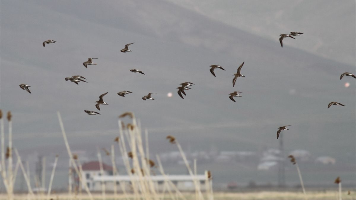 Hakkari 200'ü aşkın kuş türüne ev sahipliği yapıyor