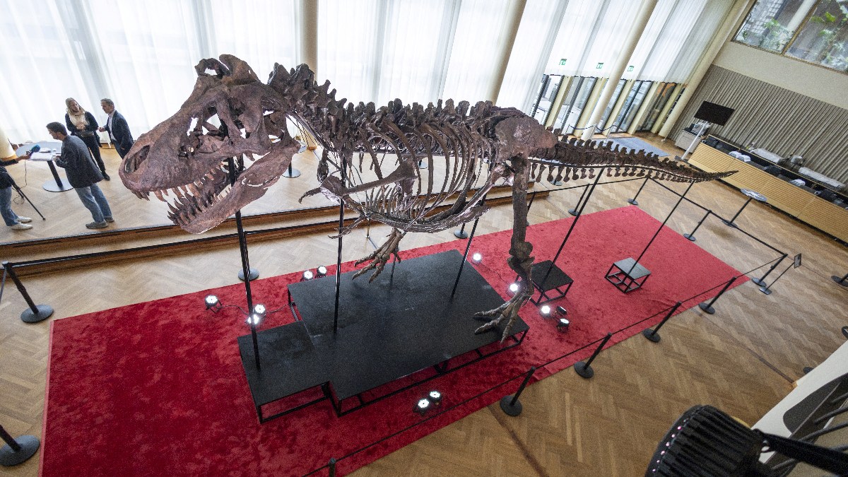 T-Rex cinsi dinozor iskeleti 6,2 milyon dolara satıldı