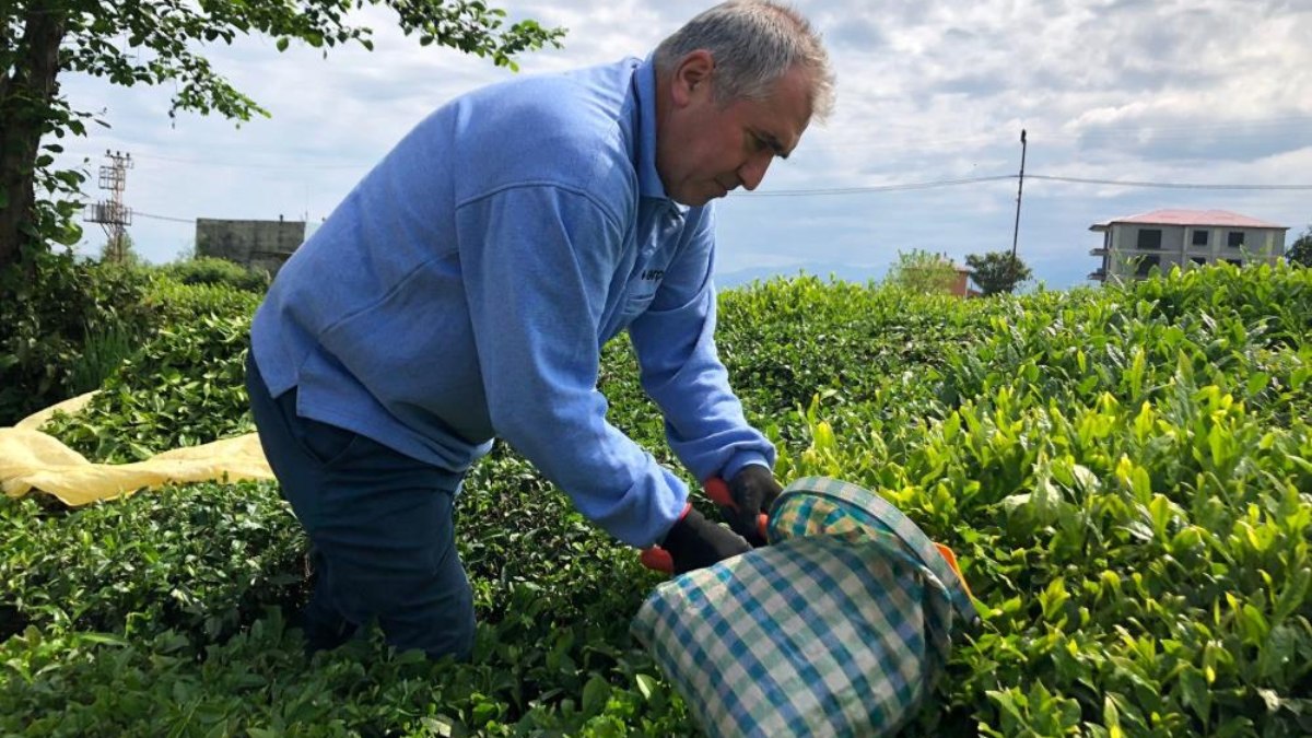 Rize'de çay sezonu açıldı: Üreticiler toplamaya başladı