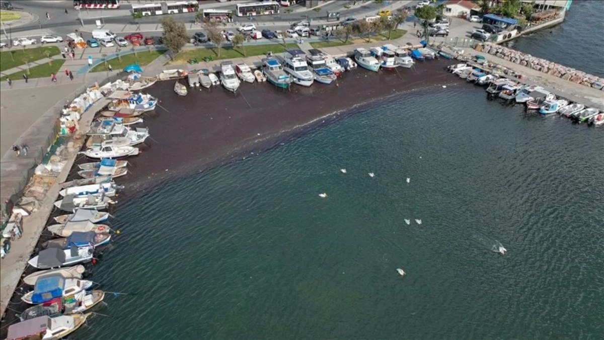 Sıcaklıklar arttı: İzmir sahillerini deniz yosunu sardı