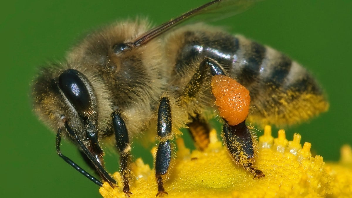 Genetiği değiştirilen arılar, sıcağa dayanıklı hale geldi