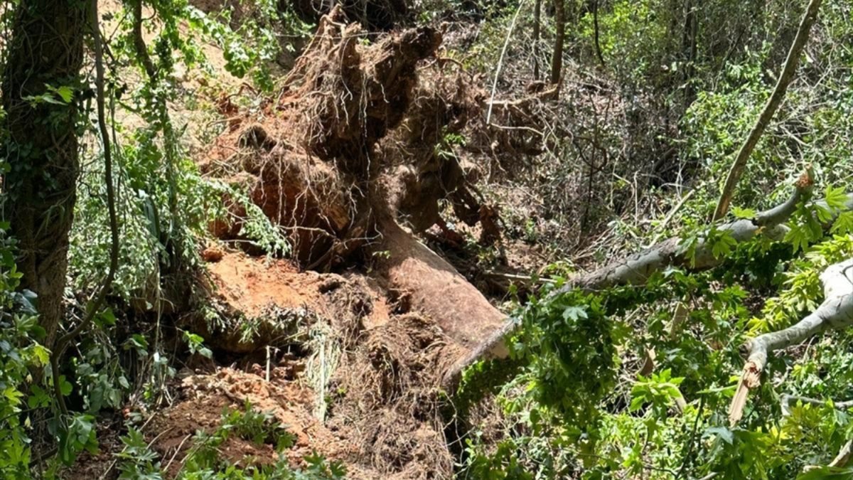 Muğla'da üzerine ağaç devrilen Rus turist öldü