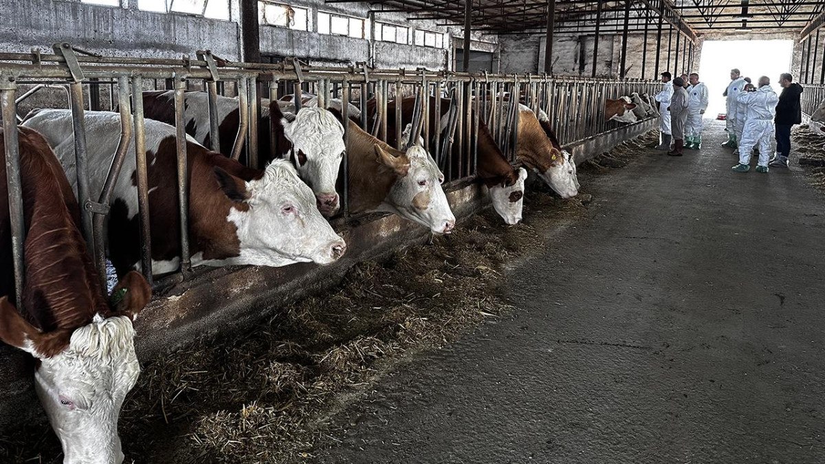 Trabzon’da Kurban Bayramı öncesi şap paniği: Satışlar yasaklandı