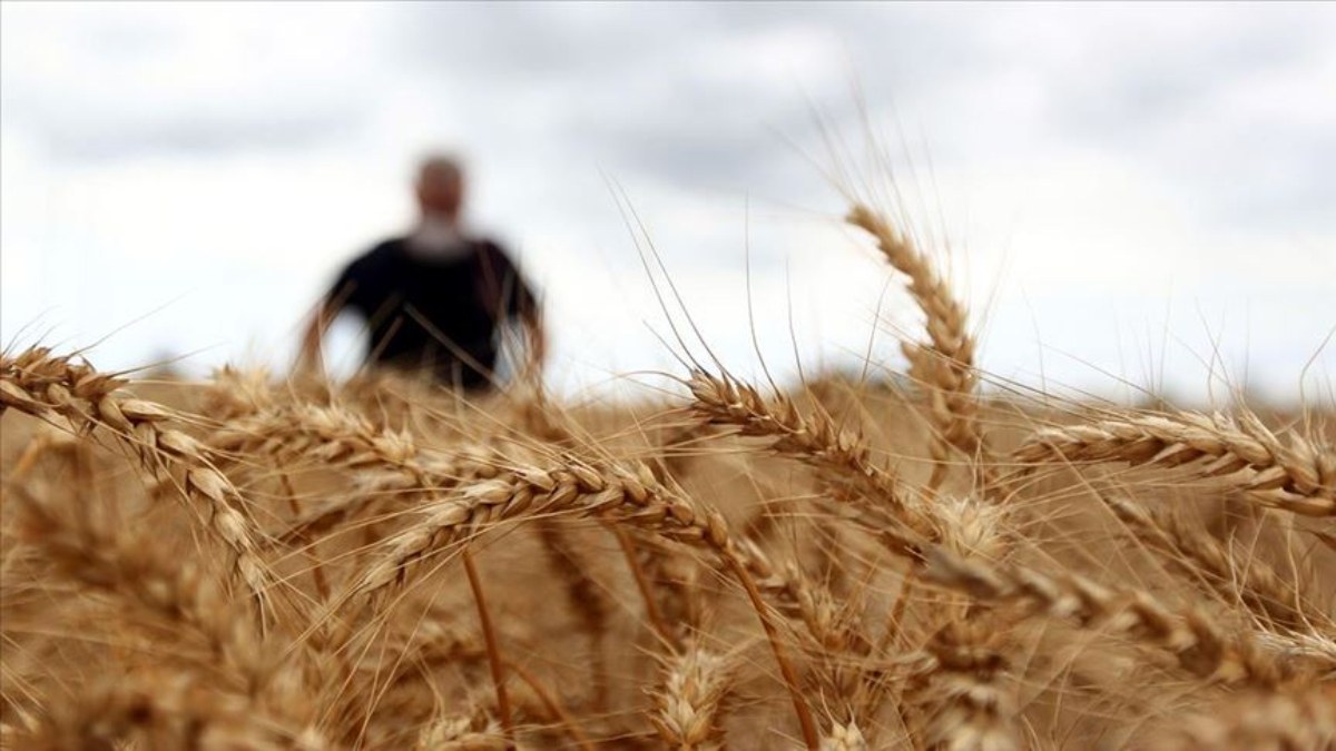 TMO'nun makarnalık, ekmeklik buğday ve arpada hububat satış fiyatı belli oldu