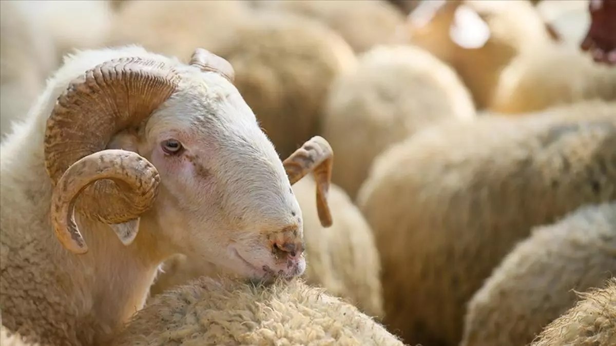 Kurban Duası: Kurban Keserken Nasıl Niyet Edilir Ve Hangi Dua Okunur?