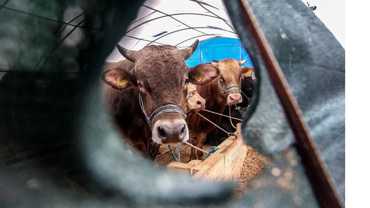 Rüyada kurban görmek ne demek? Kurbanlık, kurban eti, kurban kesmenin anlamları