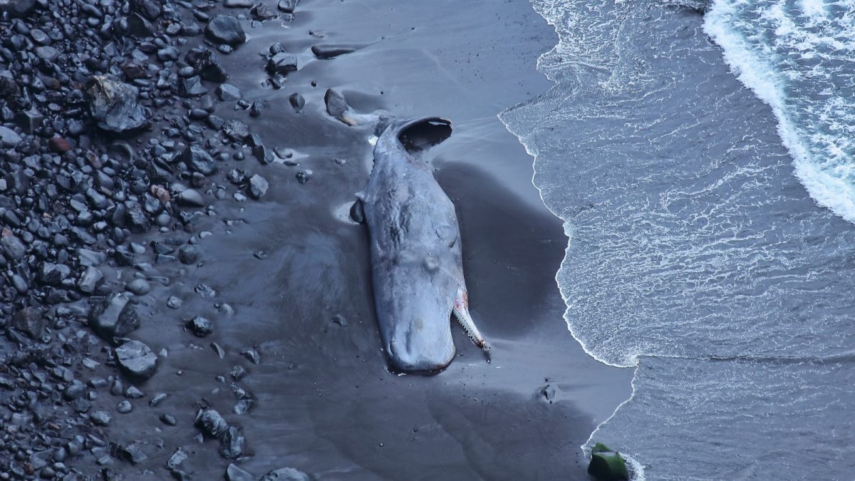 Karaya cesedi vuran balinanın içinden 500 bin euroluk amber çıktı