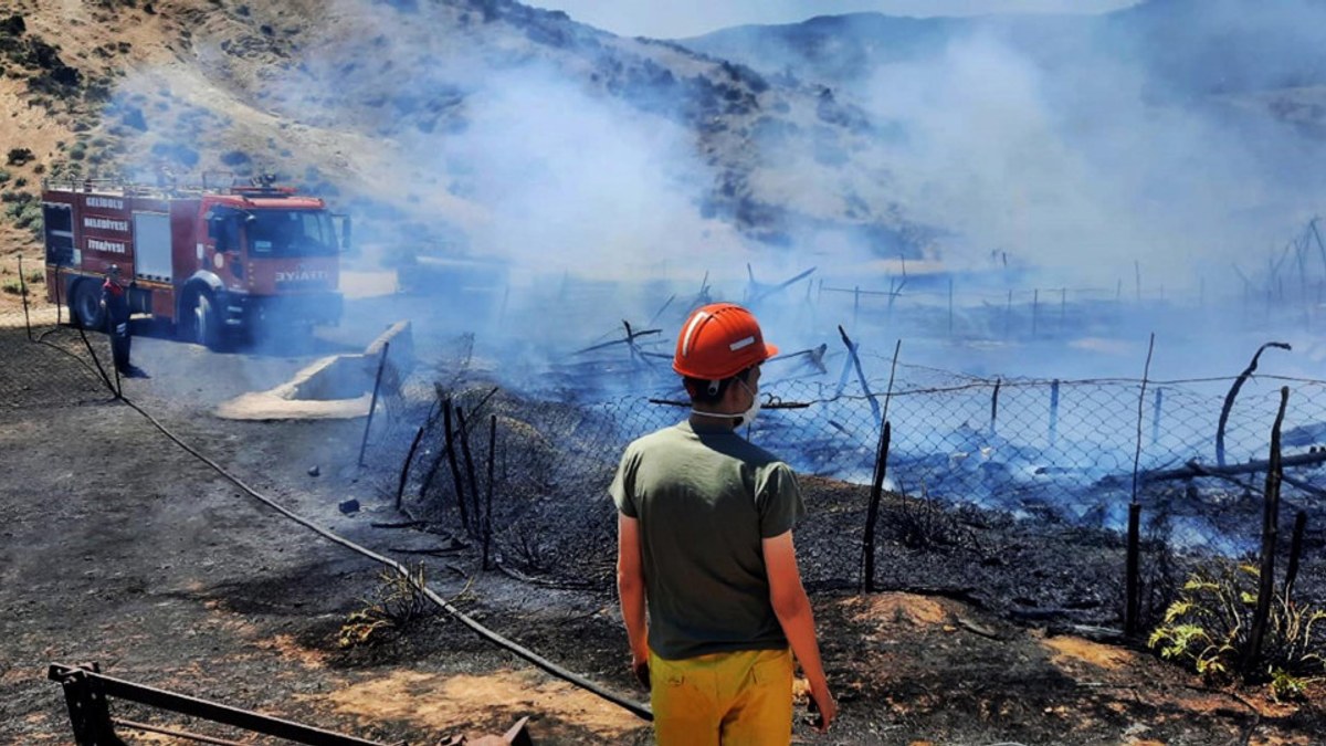 Çanakkale'de ağılda yangın: 150 hayvan telef oldu