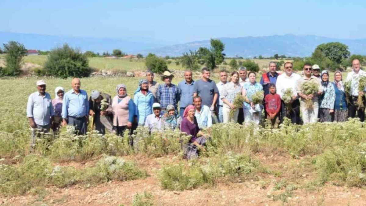 Dünyanın kekik ihtiyacını karşılıyor! Denizli’de kekik hasadı büyük umutlarla başladı