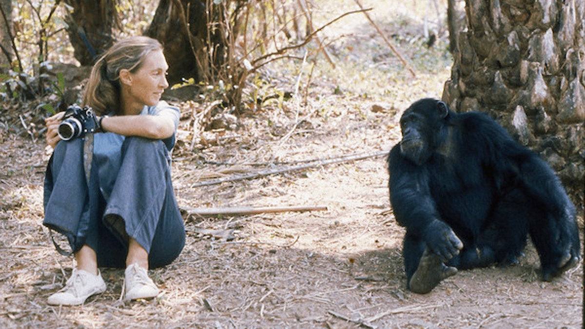 Jane Goodall’dan insan davranışının temellerini anlamak için eşsiz bir klasik: İnsanın Gölgesinde