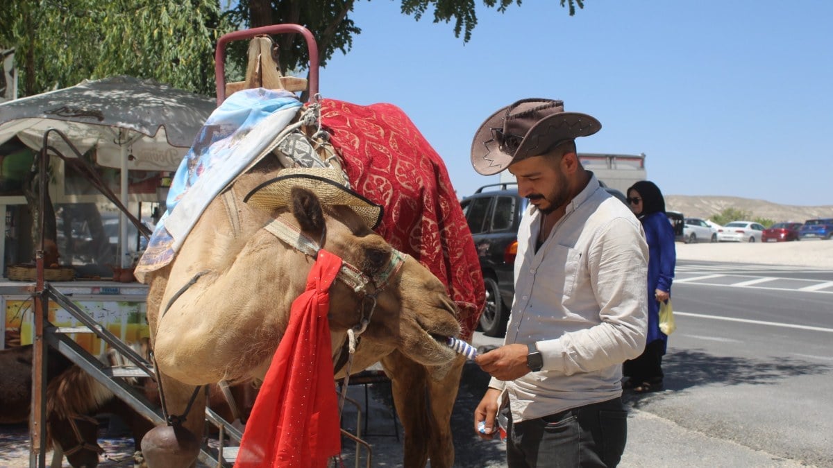 Kapadokya'da sıcaktan bunalan develere dondurmalı destek: 10 külah yedi