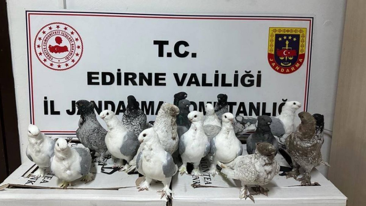 Edirne'de canlı hayvan ve uyuşturucu operasyonu: 4 gözaltı