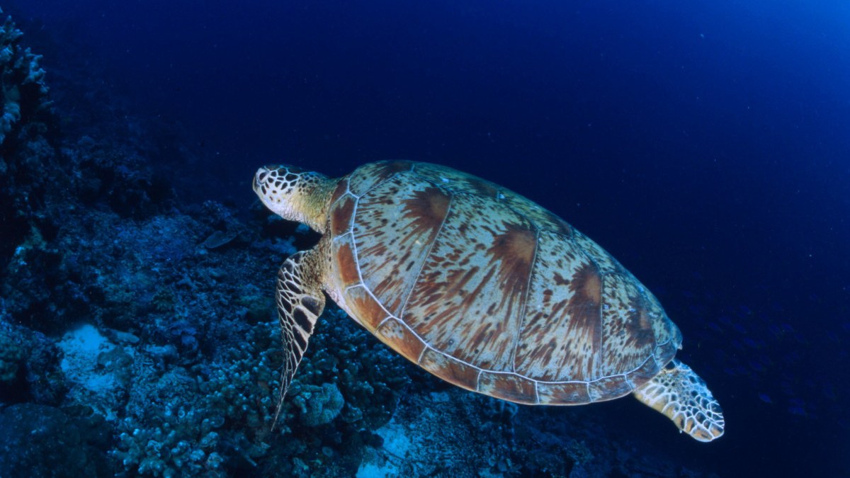 Deniz kaplumbağalarını beslemenin cezası 244 bin lira