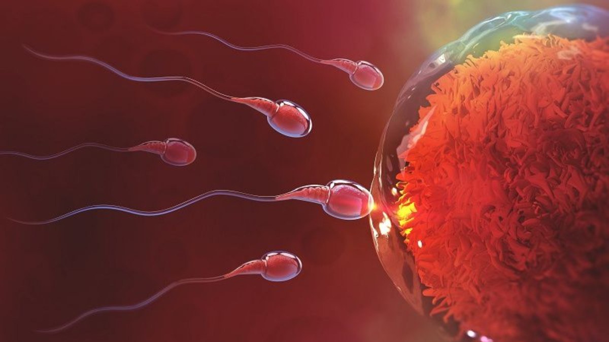 Sperm sayısı azlığı neden olur? Sperm sayısının azalmasına neden olan sorunlar..