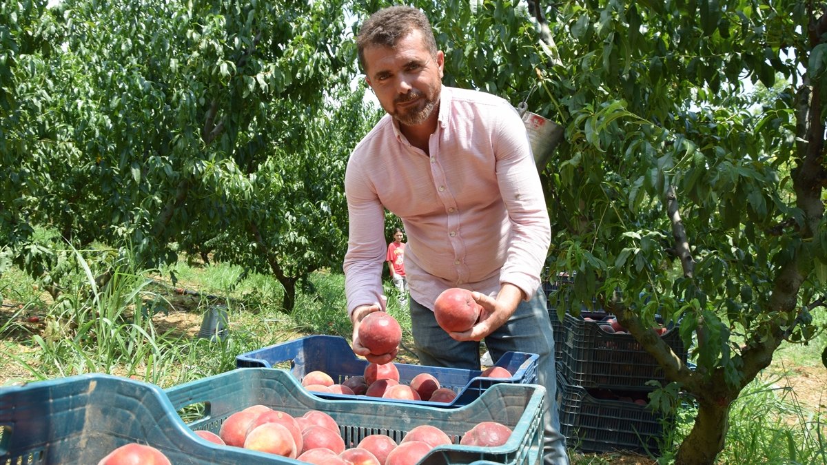 Bilecik'in şeftalisi, sınırları aşarak yabancı pazarlarda da ilgi görüyor