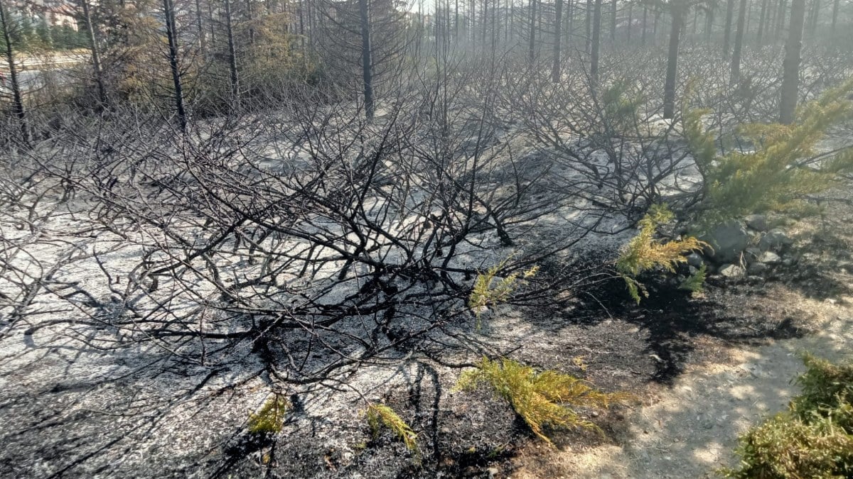 Ankara'daki orman yangınında ağaçlar küle döndü