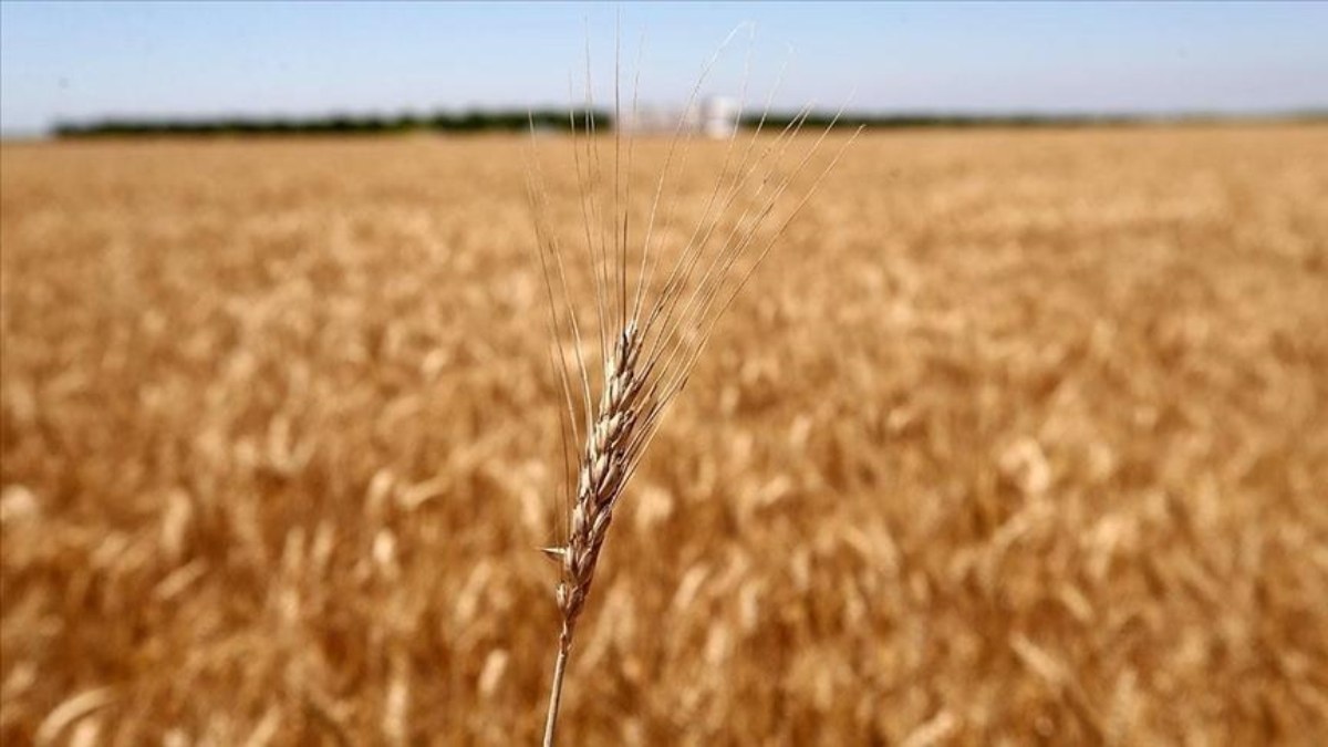 BAE, Mısır'ın buğday ithalatına 500 milyon dolar fon sağladı