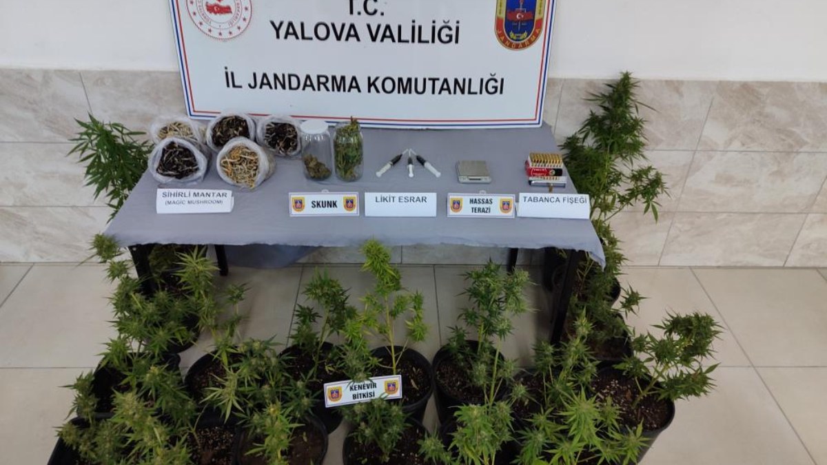 Yalova'da uyuşturucu operasyonu: Sihirli mantar ele geçirildi