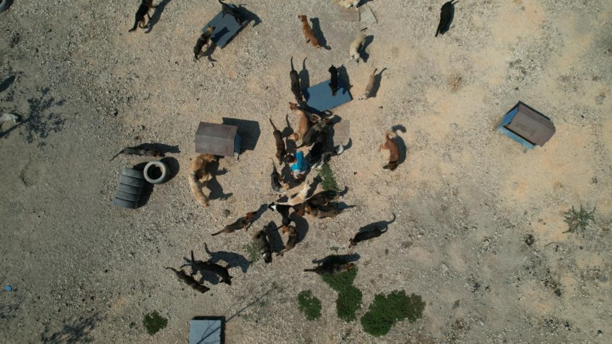 Cins köpekler kaderine terk edildi, yüzlerce üretim çiftliği kapandı