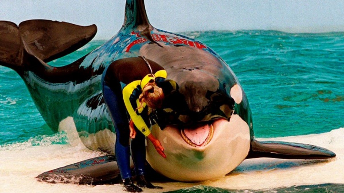 ABD'de katil balina Lolita, 50 yıldan fazladır tutulduğu akvaryumda öldü