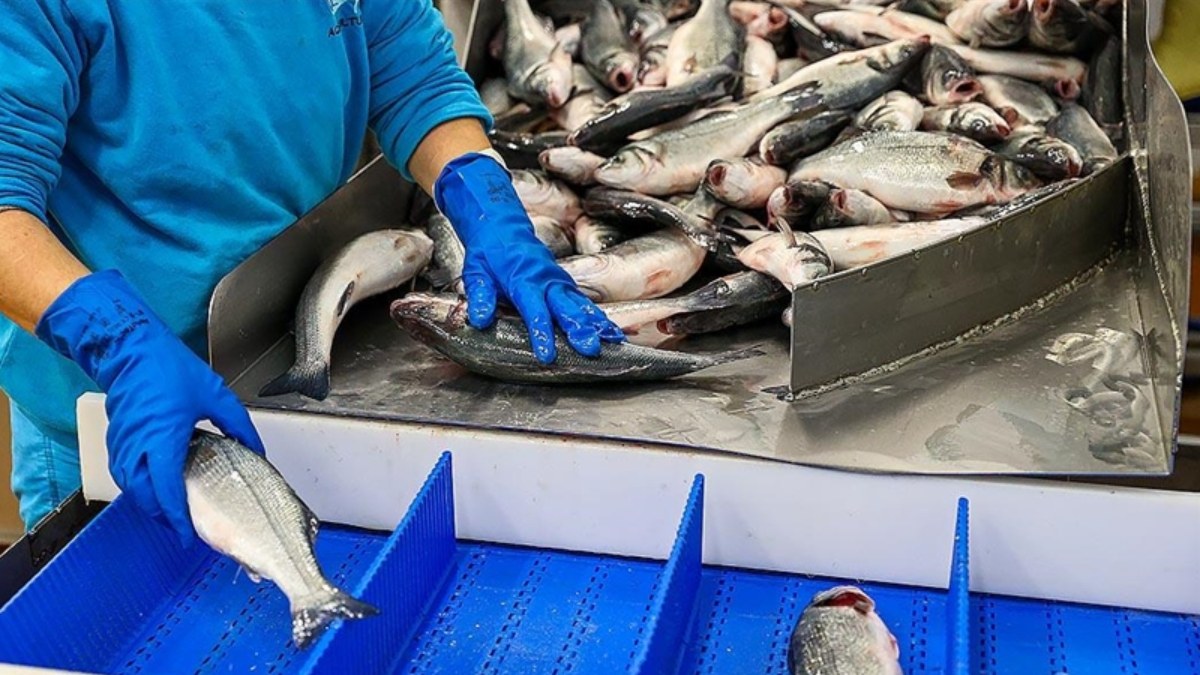 Çin, Japonya'dan deniz ürünlerinin ithalatına son verdi