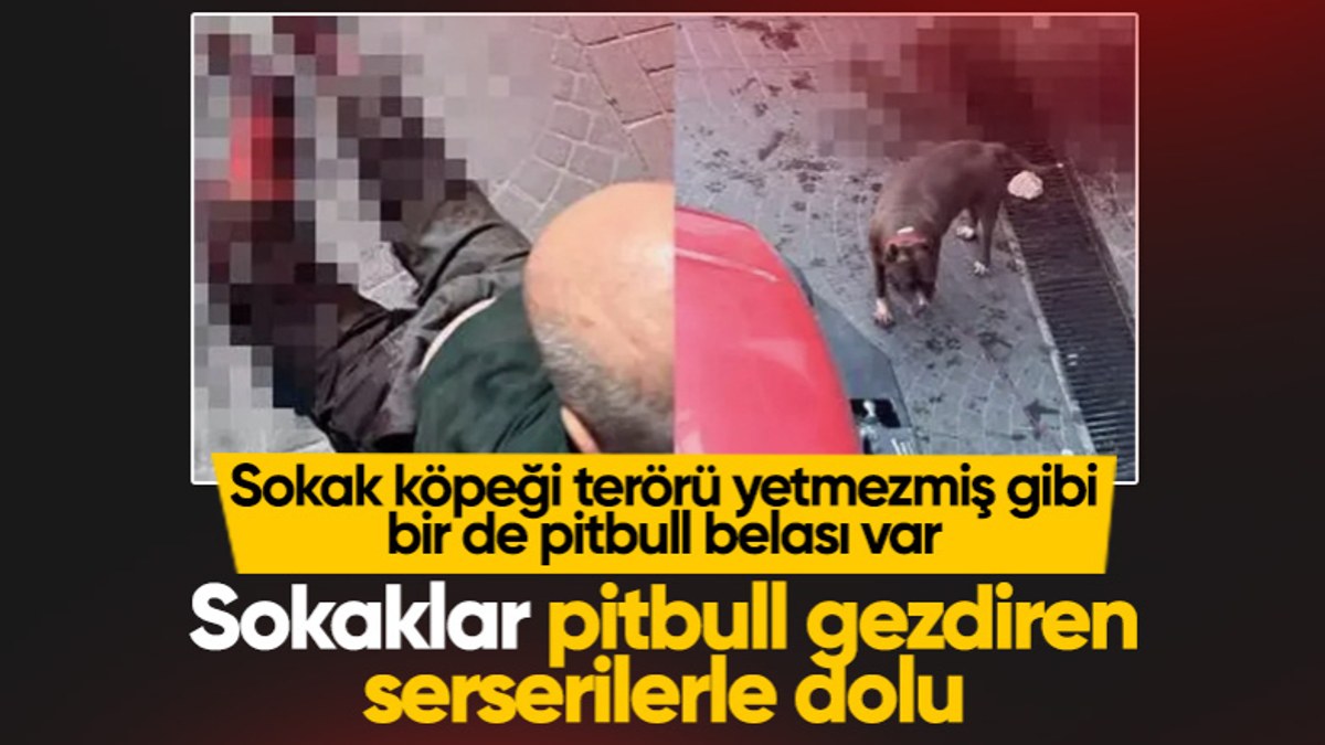 Bakırköy'de başıboş köpek dehşet saçtı: Yaşlı adam kanlar içinde kaldı