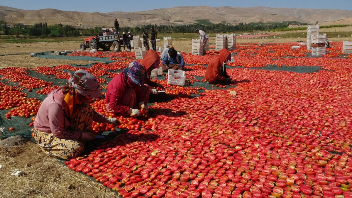 Malatya'da kurutmalık domateste hasat devam ediyor