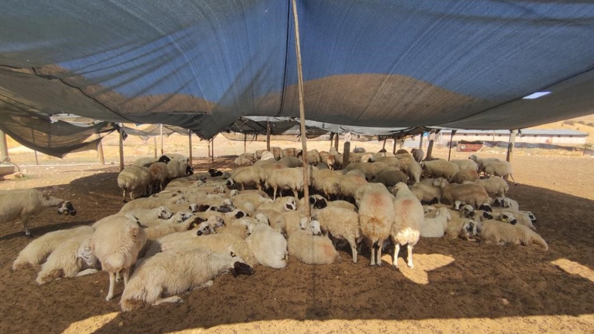 Elazığ'da 40 bin TL'ye çoban bulunamıyor