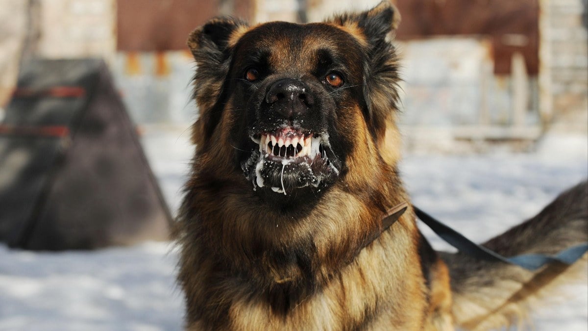 Artvin'de sahibini ısıran köpek kuduz çıktı, 3 köy karantinaya alındı