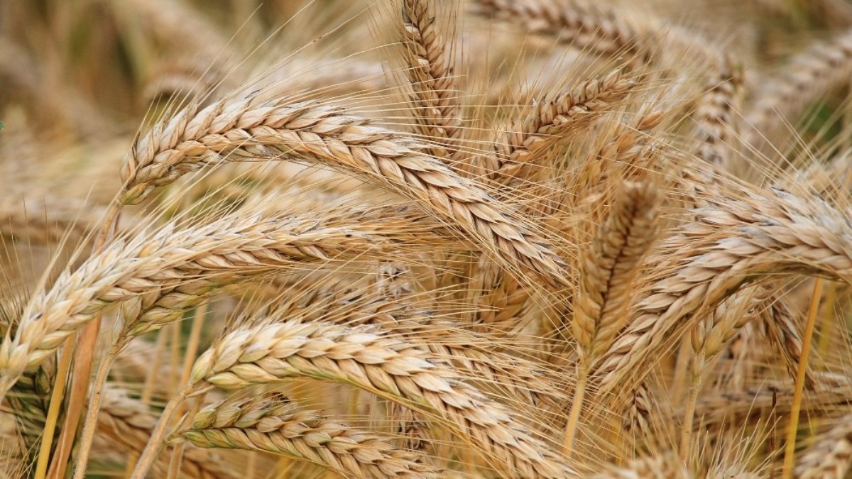 Ukrayna'dan tarım ürünleri ithalatını yasaklayan ülkelere dava