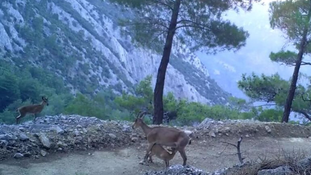 Yaban keçilerinin yavrularını besleme anı fotokapanda