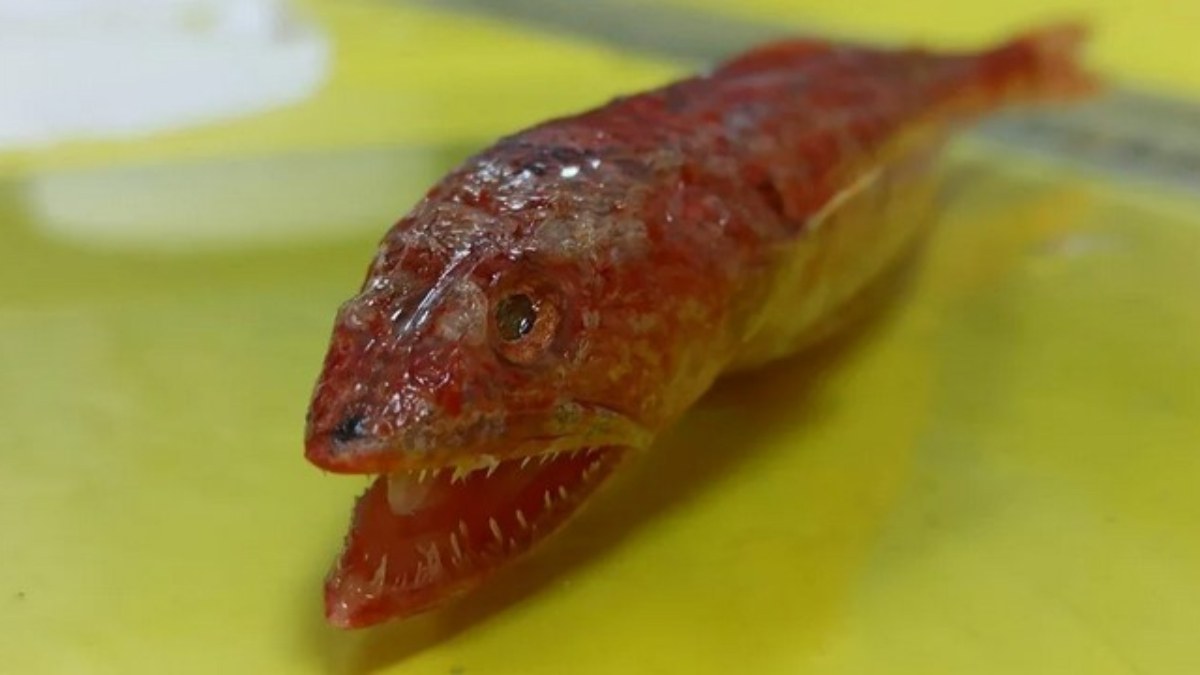 Kızıldeniz'de yaşayan yırtıcı balık türü, ilk kez Akdeniz'de görüldü