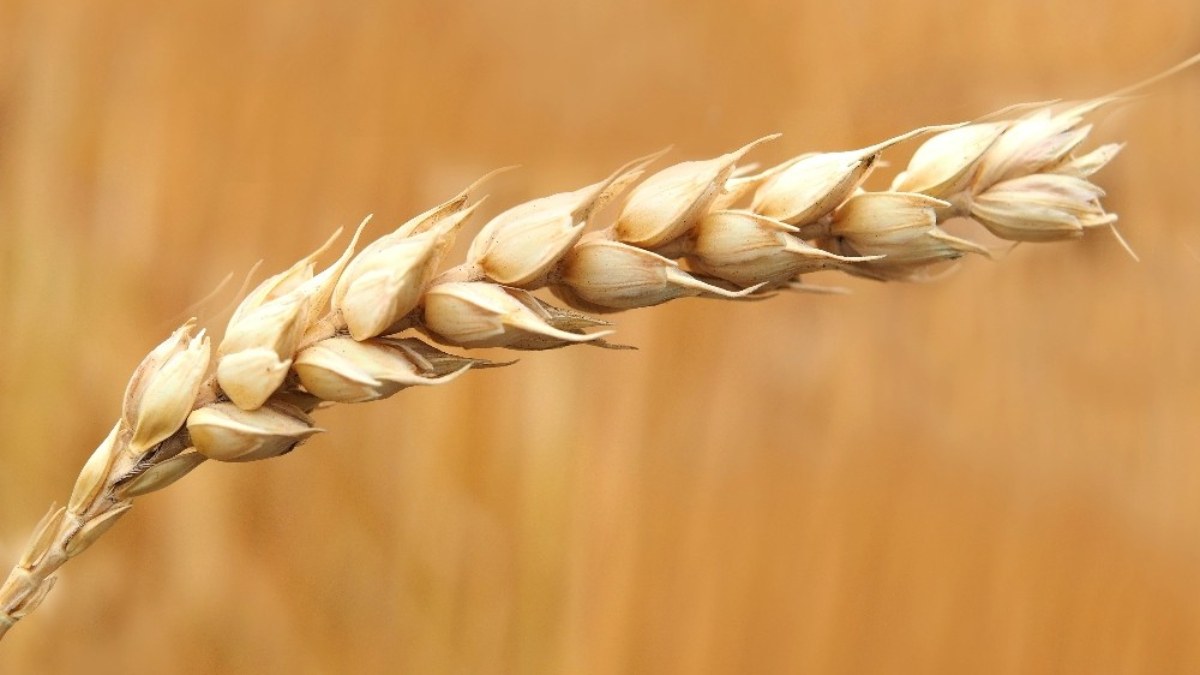 Dünyada buğday 3 yılın en düşük seviyesini gördü