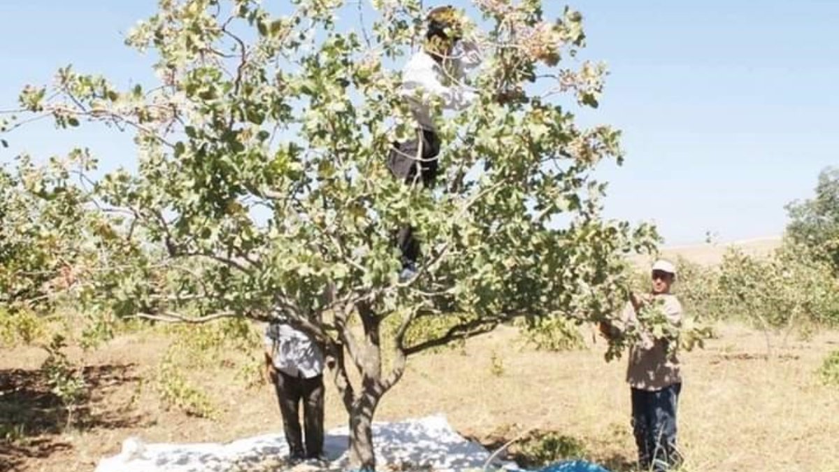 Diyarbakır’ın Çermik ilçesinde fıstık üretimi doludan etkilendi