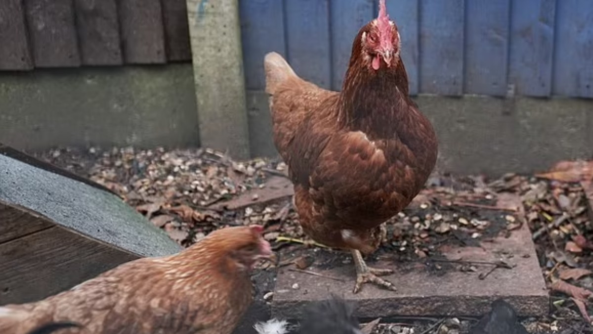 Bilim insanları kuş gribine dirençli tavuklar geliştiriyor