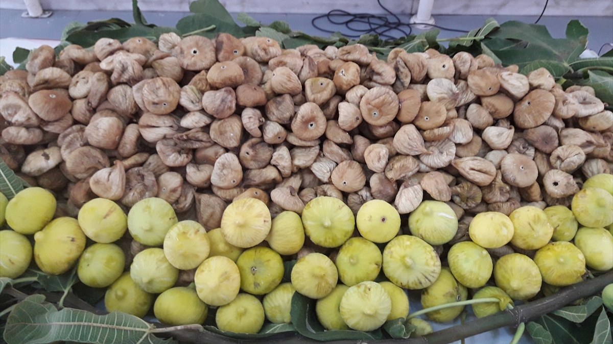 Kuru incir ihracatçılarında yeni sezonda rekor beklentisi