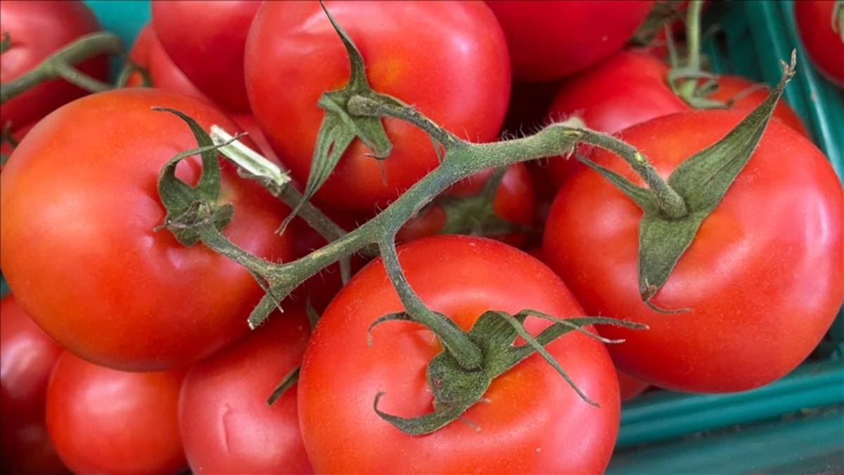 Türkiye'nin domates ihracatı şimdiden geçen yılı geçti