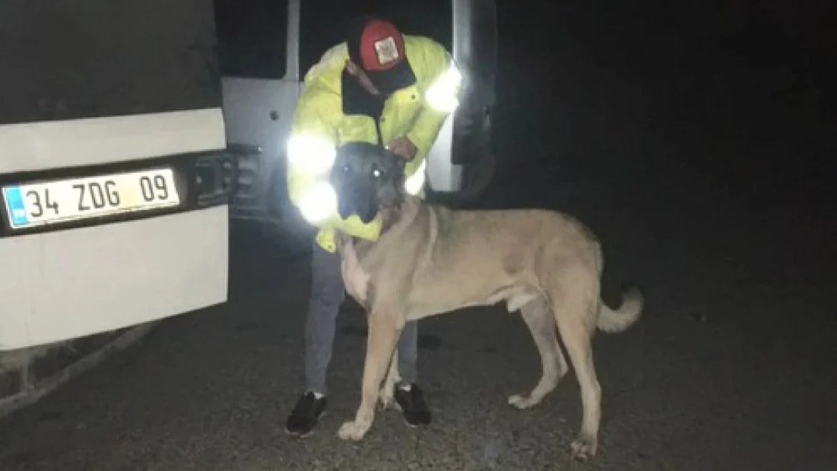 Sarıyer'de bahisle köpek dövüştürenlere baskın: 25 gözaltı
